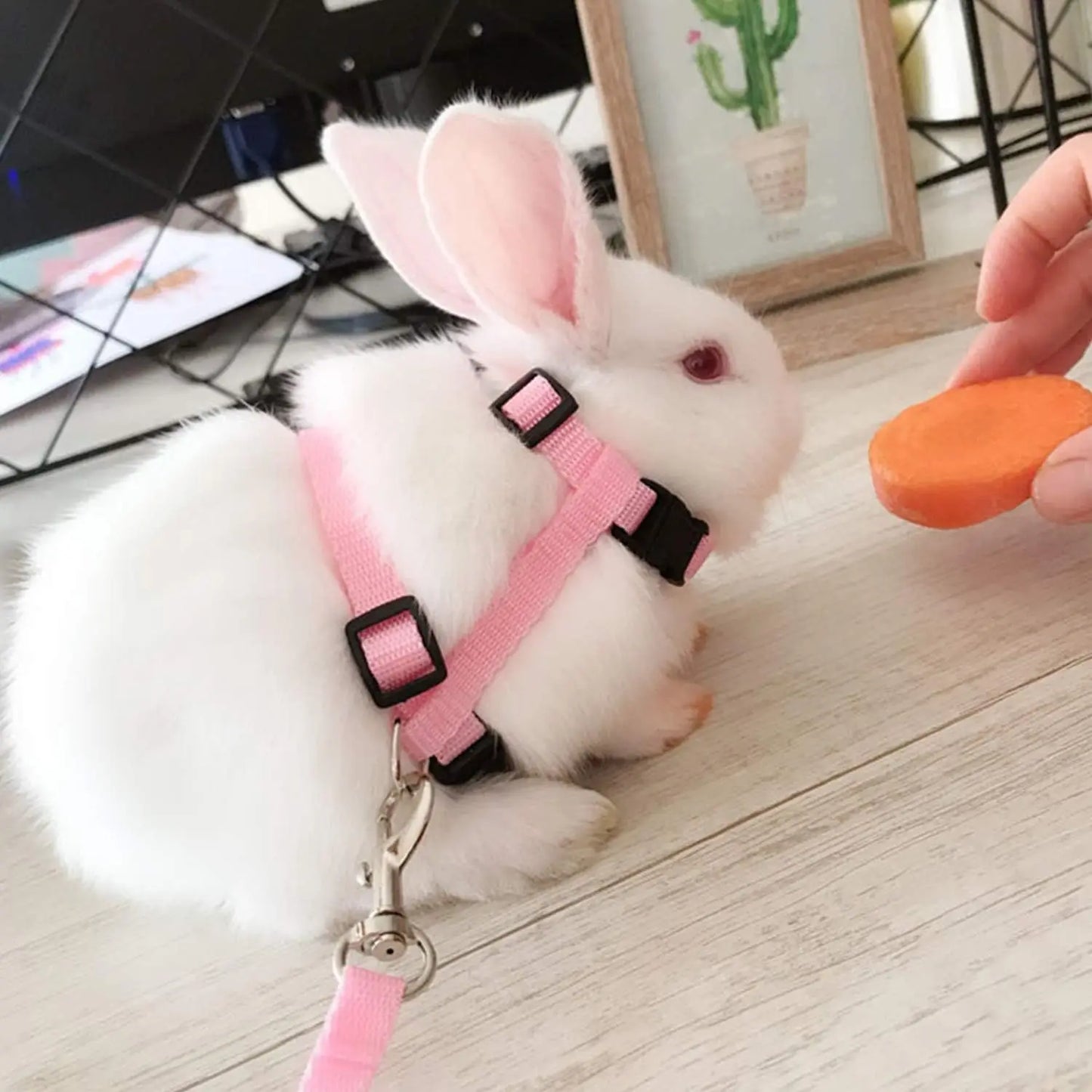 Kitten Cat Harness Leash Set Walking Escape Proof Adjustable Nylon Halter Collar Harness for Cats Puppy Rabbit Pet Accessories