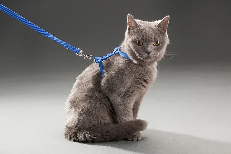 Kitten Cat Harness Leash Set Walking Escape Proof Adjustable Nylon Halter Collar Harness for Cats Puppy Rabbit Pet Accessories